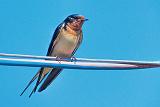 Barn Swallow_DSCF03678